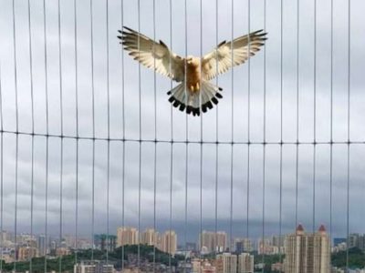 Bird Net Surat