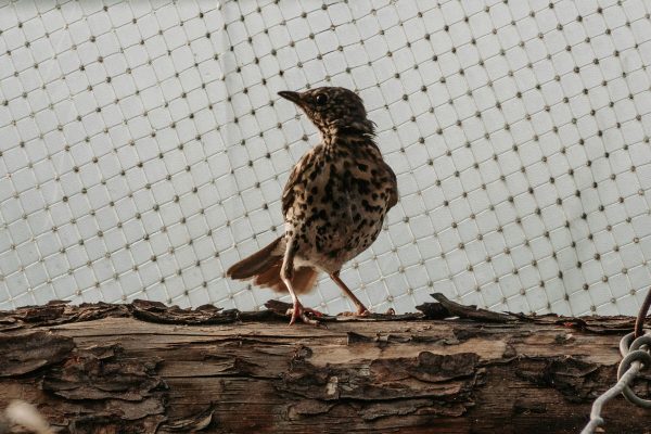 pexels-photo-28349522-28349522 Close-up of a small spotted bird standing on a weathered log with a netted background.