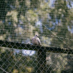 A serene dove perched on a fence within a netted aviary at Virginia Lake, New Zealand.